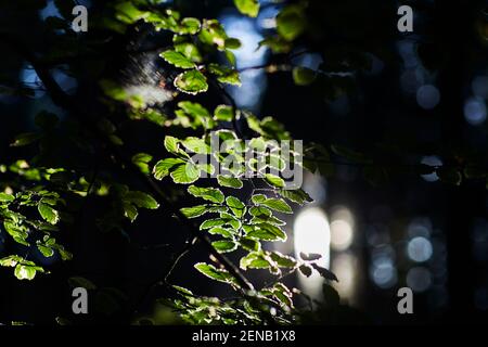 Buchenblätter im Wald von Sonnenlicht getroffen Stockfoto