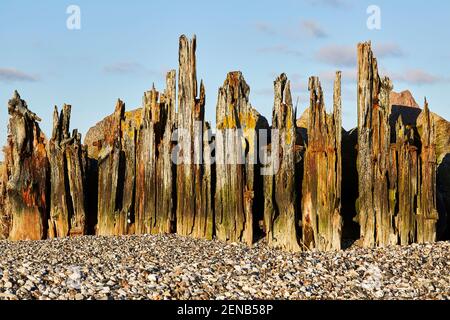 Rostige Holzstöcke im Sand am Strand Stockfoto