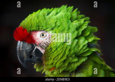 Militärara (Ara militaris) Eingeborener in Mittel- und Südamerika. Unverlierbar Stockfoto