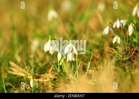 Schneeglöckchen auf der Wiese im Frühling Stockfoto