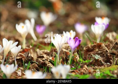 Crocus Blumen, Frühling blühende Pflanzen auf der Wiese Stockfoto