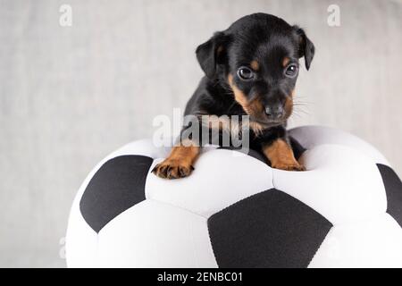 Jack Russell Terrier Welpe liegt auf einem weichen weißen mit schwarzem Spielzeugball, 5 Wochen alten braunen Hund. Selektiver Fokus auf die Augen. Stockfoto