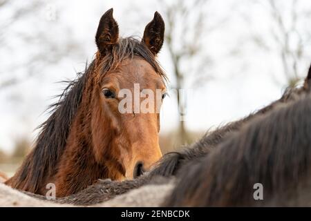 Der Kopf des braunen Pferdes blickt über die Mähne eines grauen Pferdes direkt in die Kamera. Pferde sind vom Schlamm und Gras schmutzig. Stockfoto