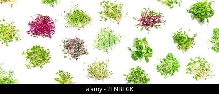 Collage von verschiedenen Microgreens auf weißem Hintergrund. Selektiver Fokus. Natur. Stockfoto