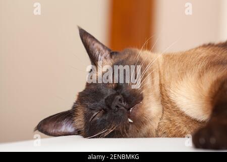 Porträt einer siamesischen Katze mit schönen blauen Augen, die Ruht und schläft auf dem Bett Stockfoto