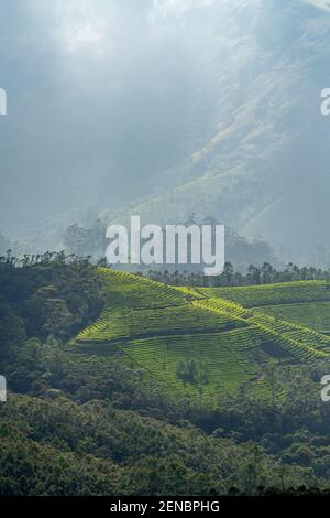 Schöne Aussicht auf Munnar Hügel an einem nebligen Tag im Idukki Bezirk des südwestlichen indischen Staates Kerala, indien Stockfoto