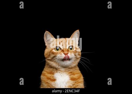 Lustige Porträt von lecken Ingwer Katze auf isoliert schwarzen Hintergrund Stockfoto