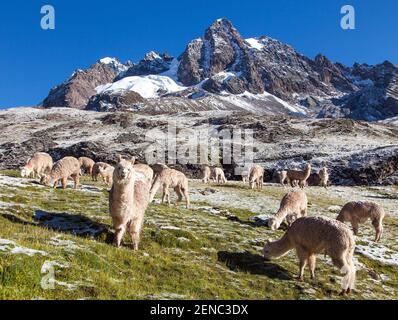 Lamas oder lama, Gruppe von Lamas auf Weideland, Anden, Peru Stockfoto