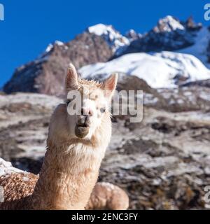 Lama oder lama, ein Tierkopfporträt, Anden, Peru Stockfoto