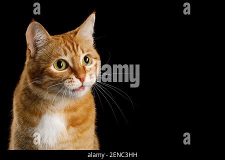 Cute Portrait of Red Cat Blick auf Seite erstaunt auf isolierten schwarzen Hintergrund, Profilansicht Stockfoto