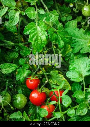 Nahaufnahme von frischen reifen roten und grünen Tomaten hängen an der Rebe im Garten. Stockfoto