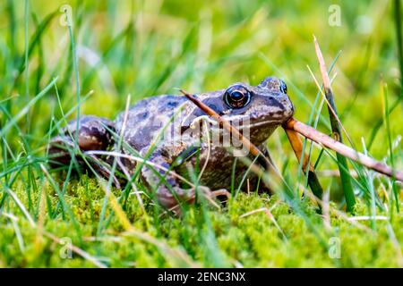 Ein gewöhnlicher Frosch, Rana temporaria, versteckt zwischen dem grünen Gras und Moos in Irland. Stockfoto