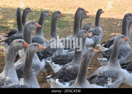 Foie Gras Produktion, Limousin Region, Frankreich Stockfoto