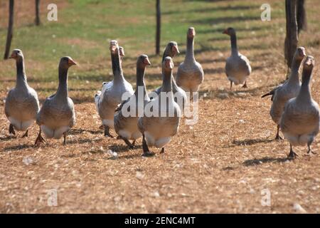 Foie Gras Produktion, Limousin Region, Frankreich Stockfoto