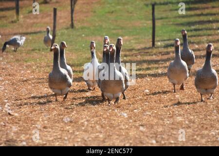 Foie Gras Produktion, Limousin Region, Frankreich Stockfoto