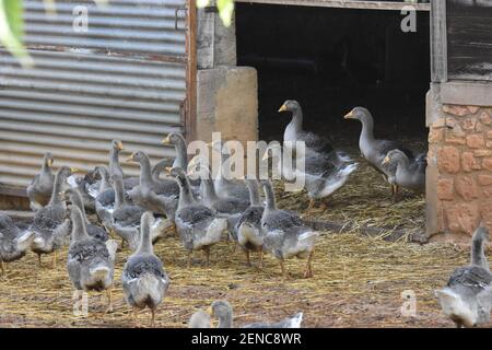 Foie Gras Produktion, Limousin Region, Frankreich Stockfoto