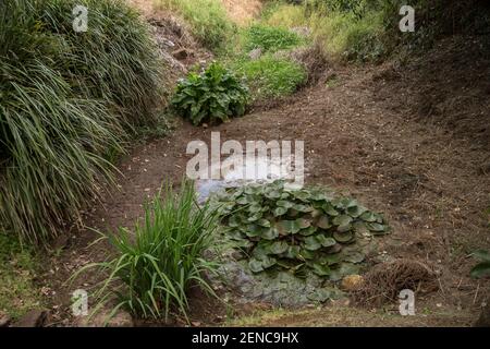 Ein Gartenteich, der während der Trockenheit in einem privaten australischen Garten zu einer Pfütze reduziert wird, während im Schlamm Seerosen und Iris wachsen. Stockfoto