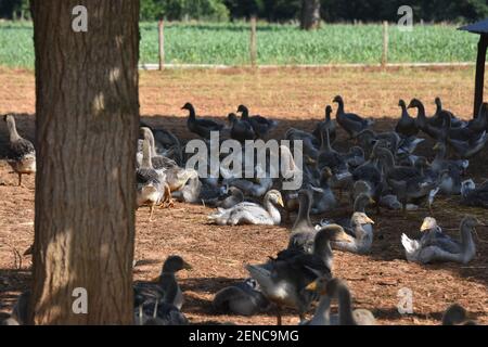 Foie Gras Produktion, Limousin Region, Frankreich Stockfoto