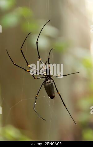 Große, weibliche goldene Kugel Weberspinne, Nephilia pilipes, in ihrem Netz aufgehängt. Nahaufnahme von Bäumen in Queensland, Australien. Stockfoto