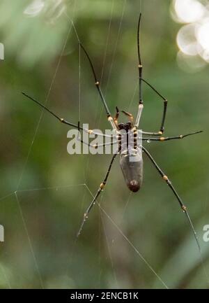 Große, weibliche goldene Kugel Weberspinne, Nephilia pilipes, in ihrem Netz aufgehängt. Nahaufnahme von Bäumen in Queensland, Australien. Stockfoto