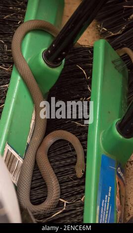 Gelbgesichtige Peitschenschlange (Demansia psammophis), eine giftige Schlange, die in eine Garage zwischen Bürsten und Werkzeugen in Queensland, Australien, eindringt. Stockfoto