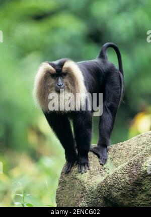 Wanderu (Bartaffe), Lion tailed Macaque, (Macaca silenus) Stockfoto