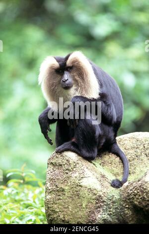 Wanderu, Bartaffe, Lion tailed Macaque (Macaca silenus) Stockfoto