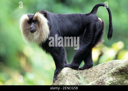 Wanderu, Bartaffe, Lion tailed Macaque (Macaca silenus) Stockfoto