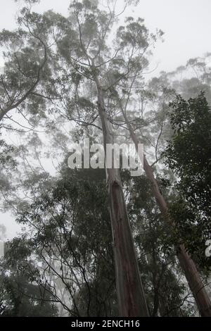 Hohe Kaugummibäume (Eucalyptus grandis, überfluteter Kaugummi, Rosengummi) ragen über dem Regenwald unter uns auf. Neblig und im Regen. Queensland, Australien. Stockfoto