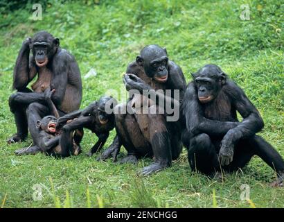 Schimpansenfamilie, (Pan Paniscus) Stockfoto