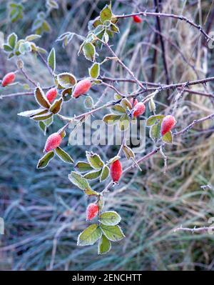 Hagebutten im Winter, Frost, Eis, Stockfoto