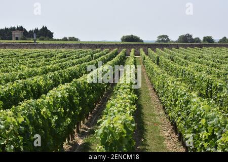Weinland – Saint Emillon, Frankreich Stockfoto