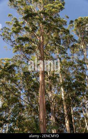 Hohe Kaugummibäume (Eucalyptus grandis, überfluteter Kaugummi, Rosengummi) ragen über dem Regenwald unter., an einem sonnigen Tag mit blauem Himmel. Queensland, Australien. Stockfoto