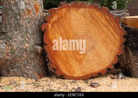 Querschnitt eines Baumstamms. Holzstruktur mit Wachstumsringen schneiden. Im Abschnitt eines Baumstamms. Hintergrund mit Holzstruktur Stockfoto