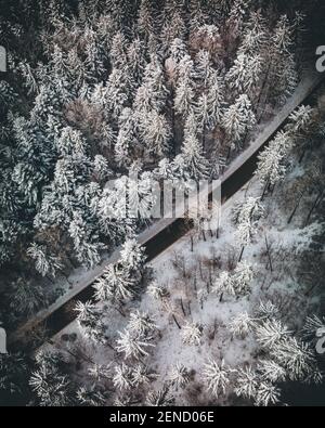 Luftaufnahme eines verschneiten Waldes mit hohen Kiefern und Straße im Winter Stockfoto