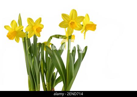 Blühende gelbe Narzissen Frühlingsblumen isoliert auf weißem Hintergrund Stockfoto