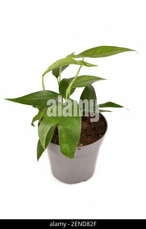 Tropische 'Epipremnum pinnatum'-Zimmerpflanze mit schmalen Blttern im  Blumentopf isoliert auf weiem Hintergrund Stockfotografie - Alamy