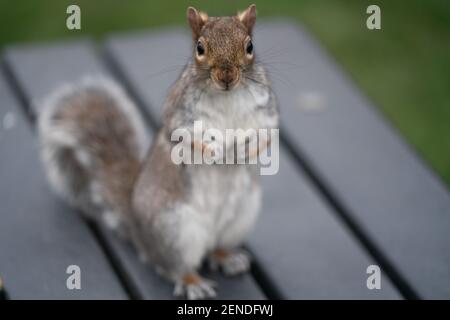 Eichhörnchen auf einer Parkbank Stockfoto