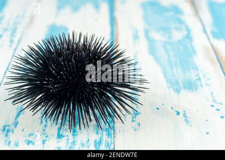 Blick auf Seeigel auf Holzhintergrund. Stockfoto