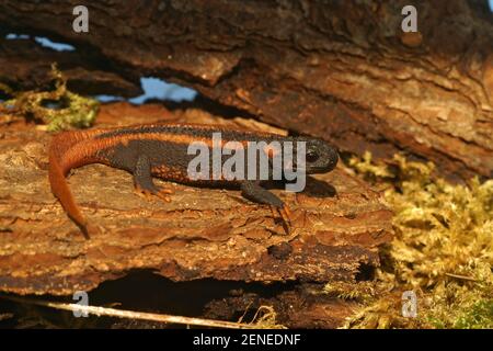 Nahaufnahme des Jugendlichen eines gefährdeten Rotschwanzknobby Newt , Tylototriton kweichowensis Stockfoto