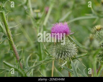 Dornige Kegelblume Onopordum acanthium close-up auf einem grünen Hintergrund Stockfoto