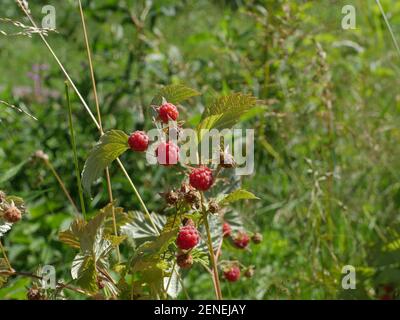 Himbeeren in der Natur reifen roten Beeren durch den Sommer beleuchtet So Stockfoto