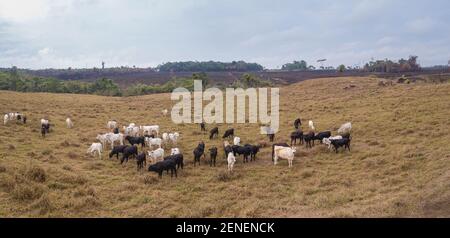 Panorama-Luftaufnahme der Viehweide in Viehzucht im Amazonas-Regenwald, para, Brasilien. Illegal verbrannter Wald im Hintergrund. Umwelt Stockfoto