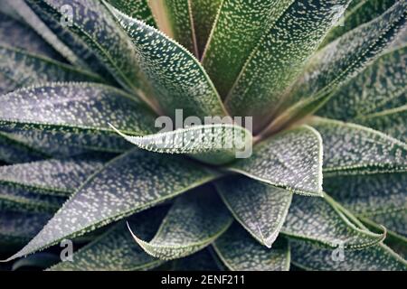 Nahaufnahme von grünen Aloe Vera Pflanzenblättern. Aloe Vera ist eine saftige Pflanzenart der Gattung Aloe und wird als Hautbehandlung verwendet. Stockfoto