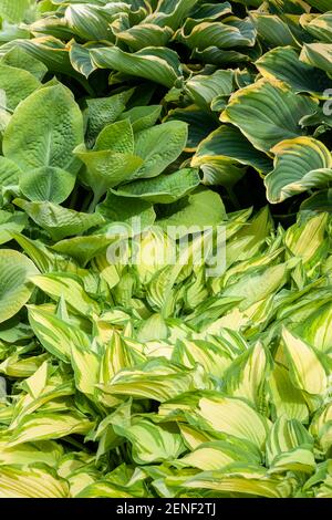 Hosta auch bekannt als Wegerich Lilie ein Frühling und Sommer Blühende mehrjährige krautige Blume Pflanze Stockfoto