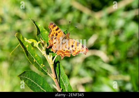 Comma Butterfly (Polygonia c-Album) ein orange braunes fliegendes Insekt aus der Familie der Nymphalidae, das im Frühjahr mit offenen Flügeln auf einem Blatt ruht, Stock Foto i Stockfoto