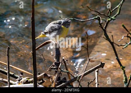 Grauer stelzenniger Vogel ruht auf einem Ast über einem Bach. Stockfoto