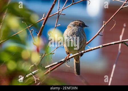 Dunnock gemeinsamer Gartenvogel, der auf einem Baumzweig sitzt. Stockfoto