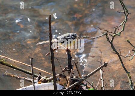 Grauer stelzenniger Vogel ruht auf einem Ast über einem Bach. Stockfoto