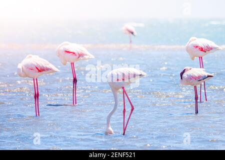 Flamingos essen aus flachem Wasser Stockfoto